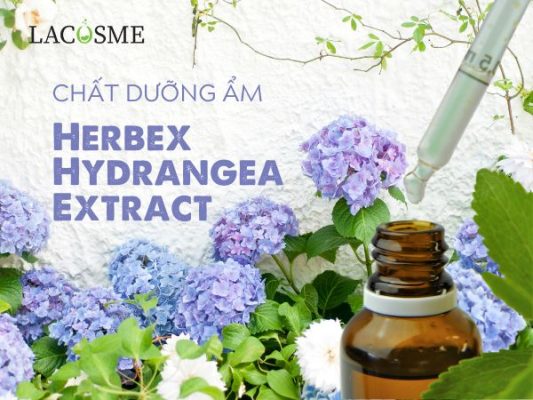 Herbex Hydrangea Extract